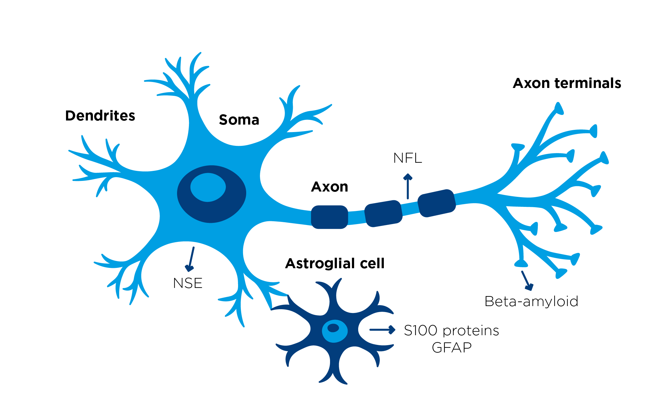HyTest_neuron_LR.png undefined